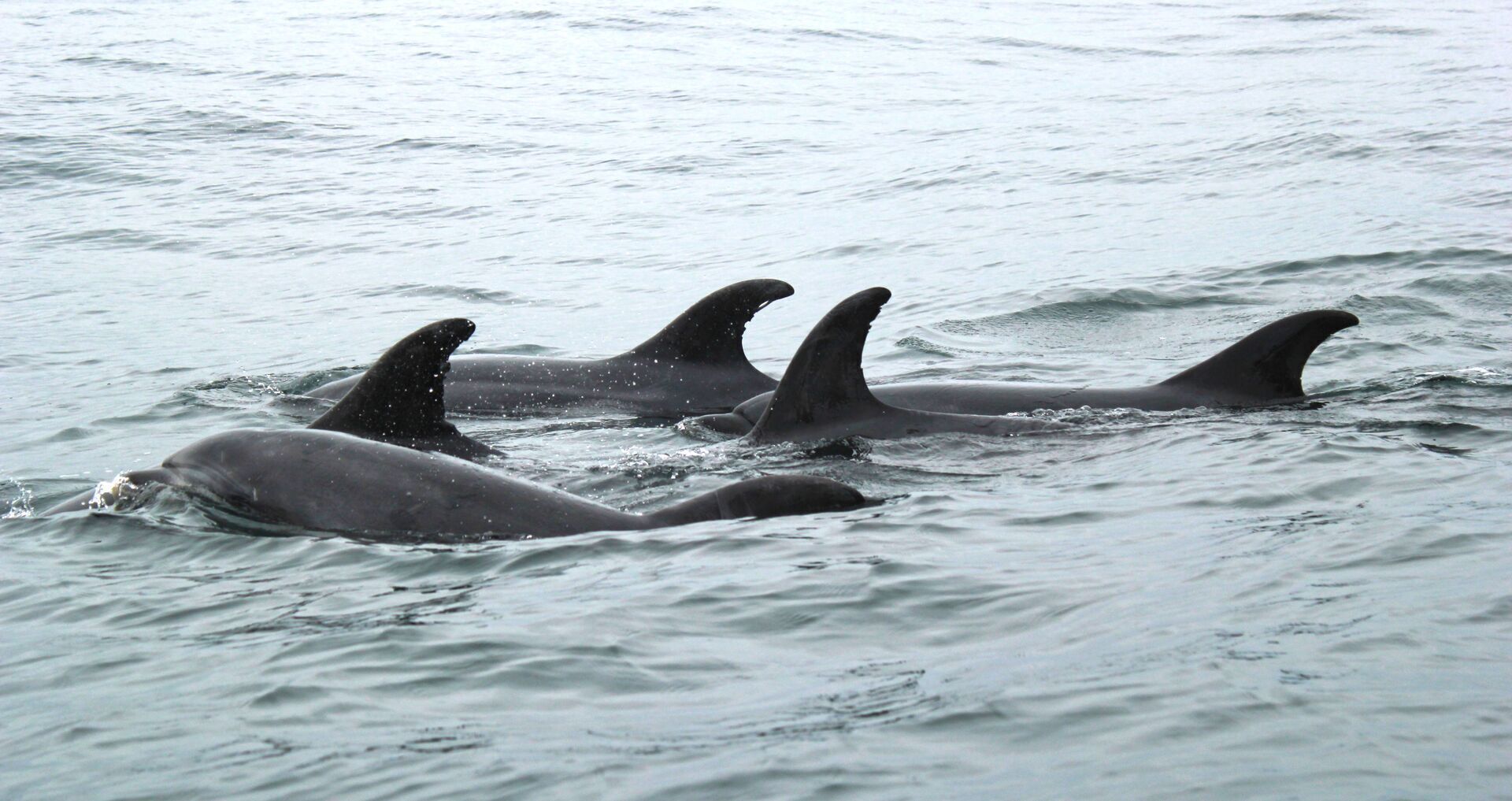 A group of orcas swimming in the ocean.