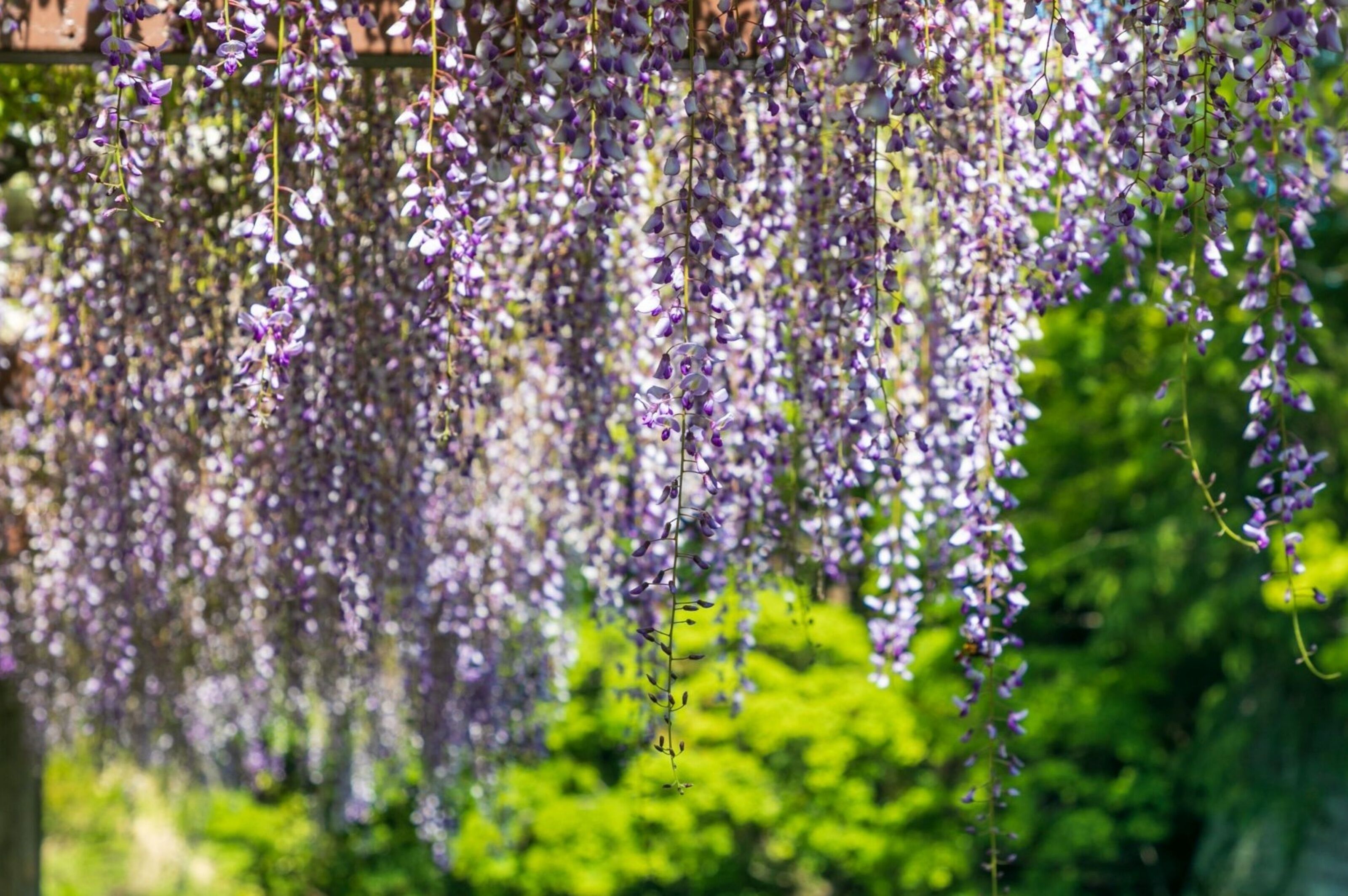 A garden with hanging purple flowers.