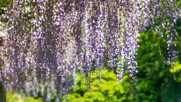 A garden with hanging purple flowers.