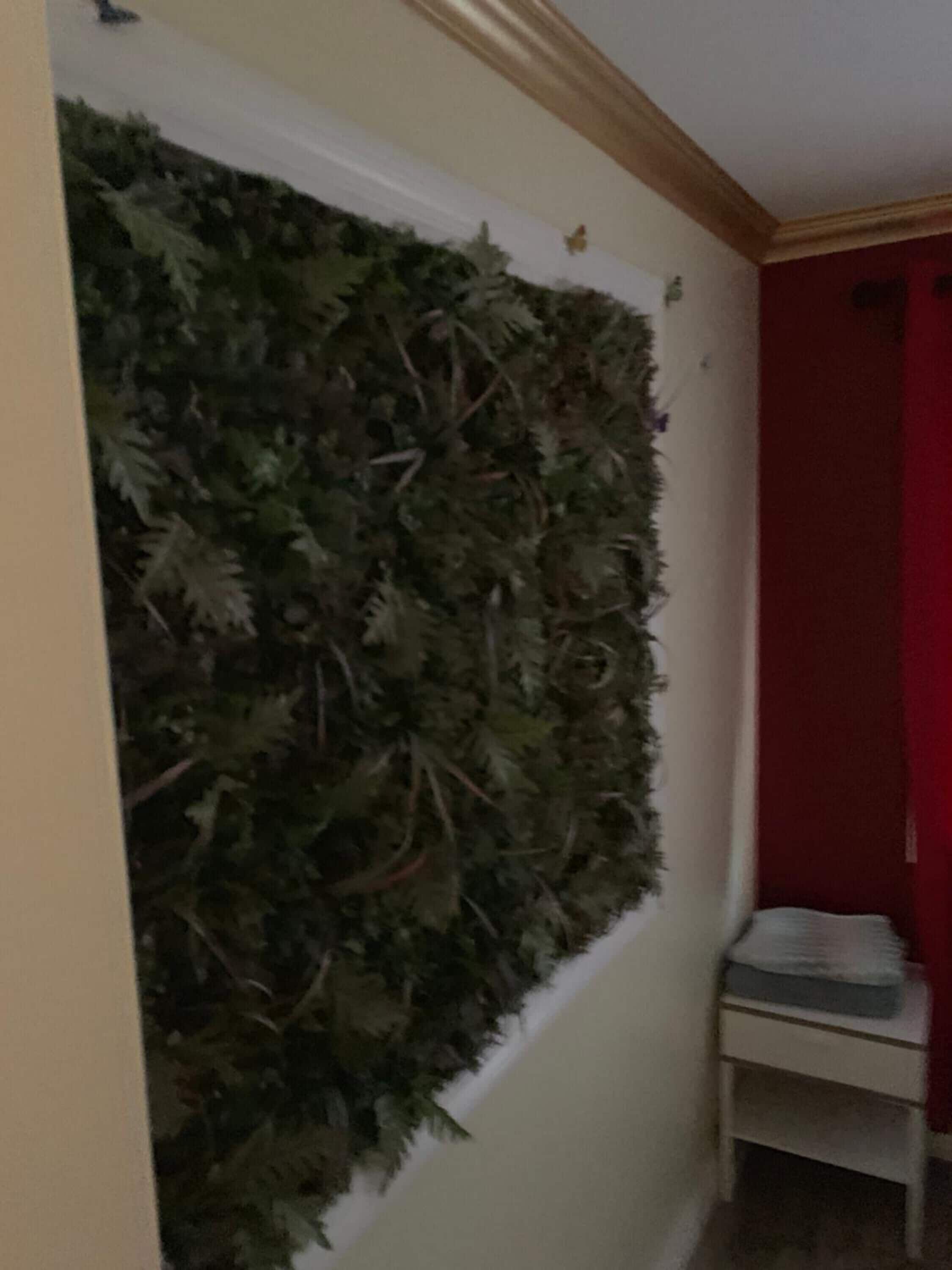 A room with a wall covered in artificial foliage, a small white nightstand with a lamp, and a red accent wall.