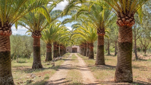 A pathway lined with palm trees leading to a building. - Secluded Villa with Pool, Wi-Fi, Air Conditioning and Terrace; Parking available (Alaró)