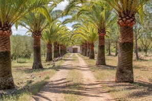 A pathway lined with palm trees leading to a building.