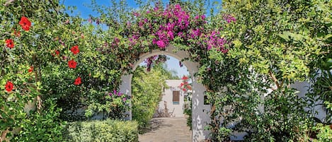 An outdoor pathway leading through a garden with a white wall and an archway covered in flowering plants.
