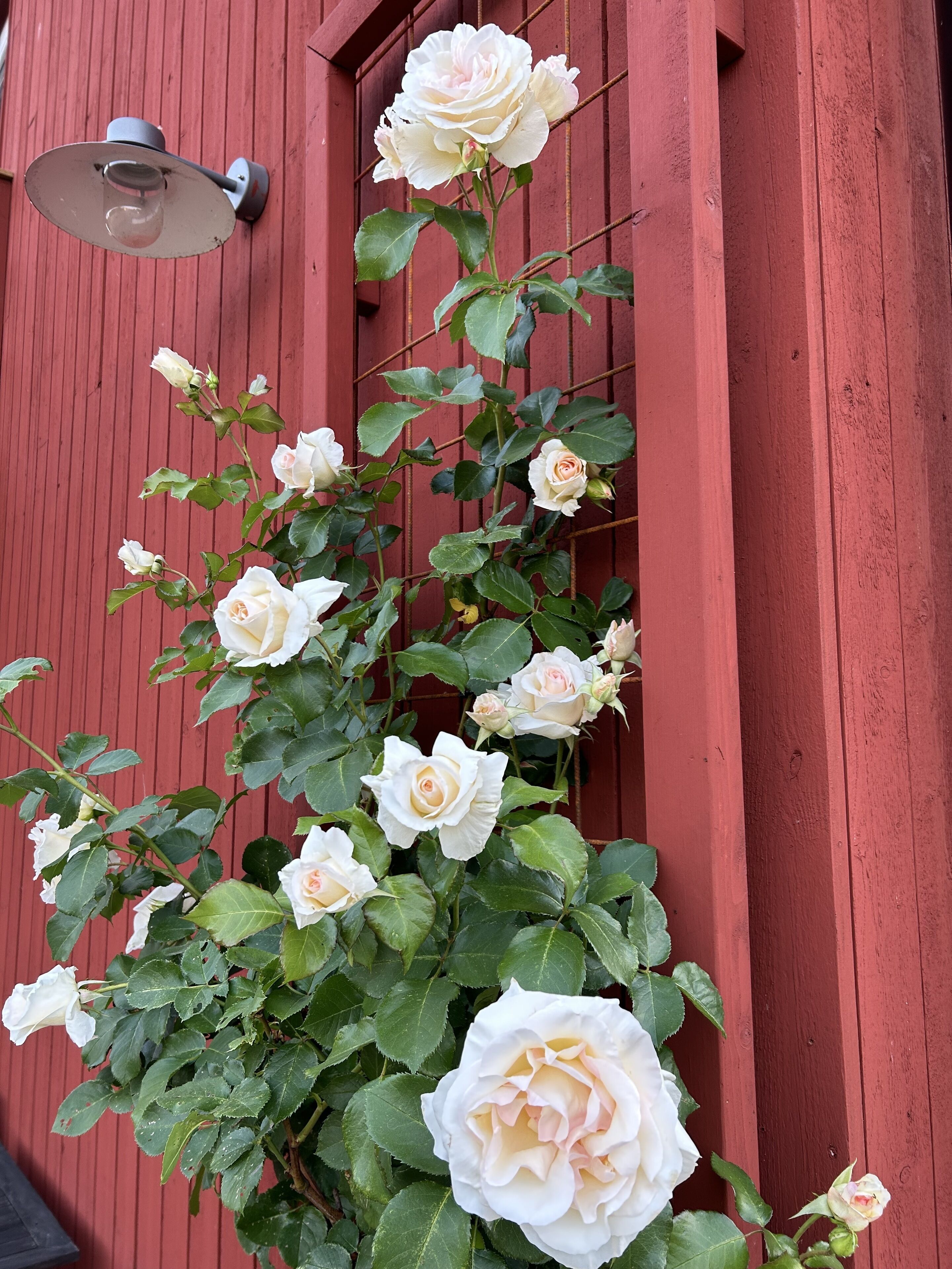 A wall-mounted light fixture and a climbing rose bush against a red wooden wall.