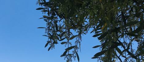 Room, 1 Bedroom, Smoking, Terrace | Property grounds