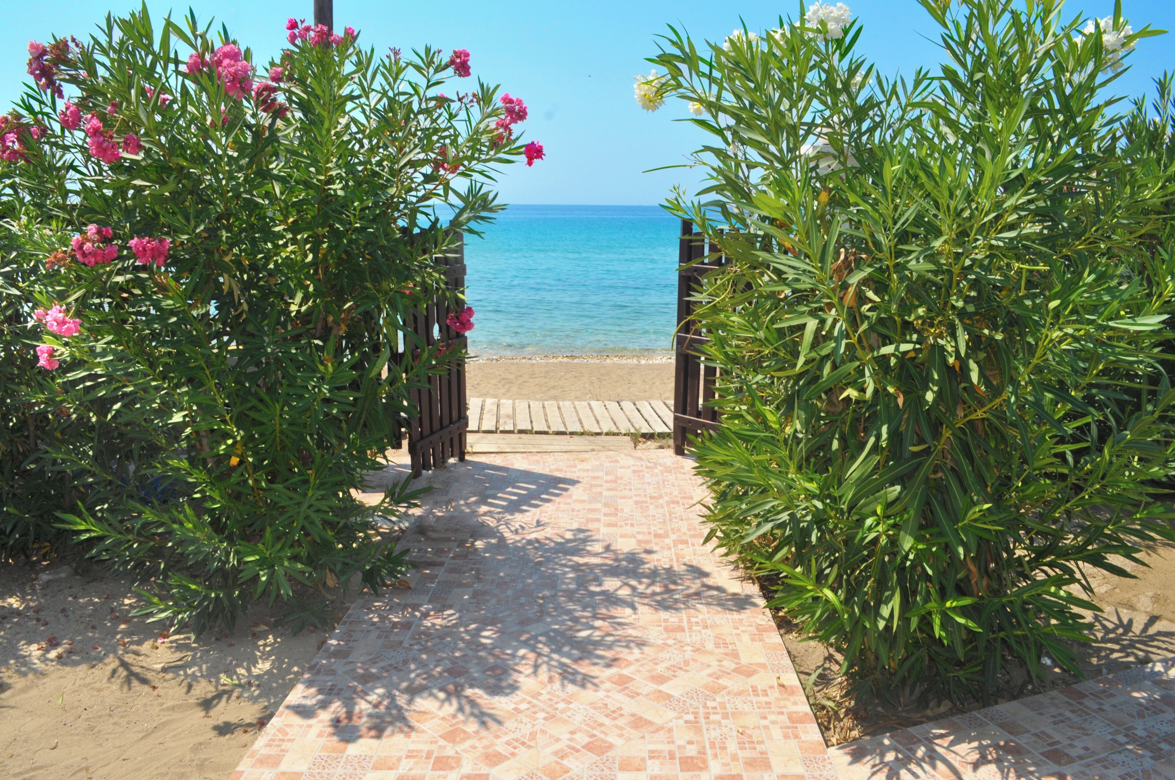 A pathway leading to a beach with a wooden gate and green foliage.