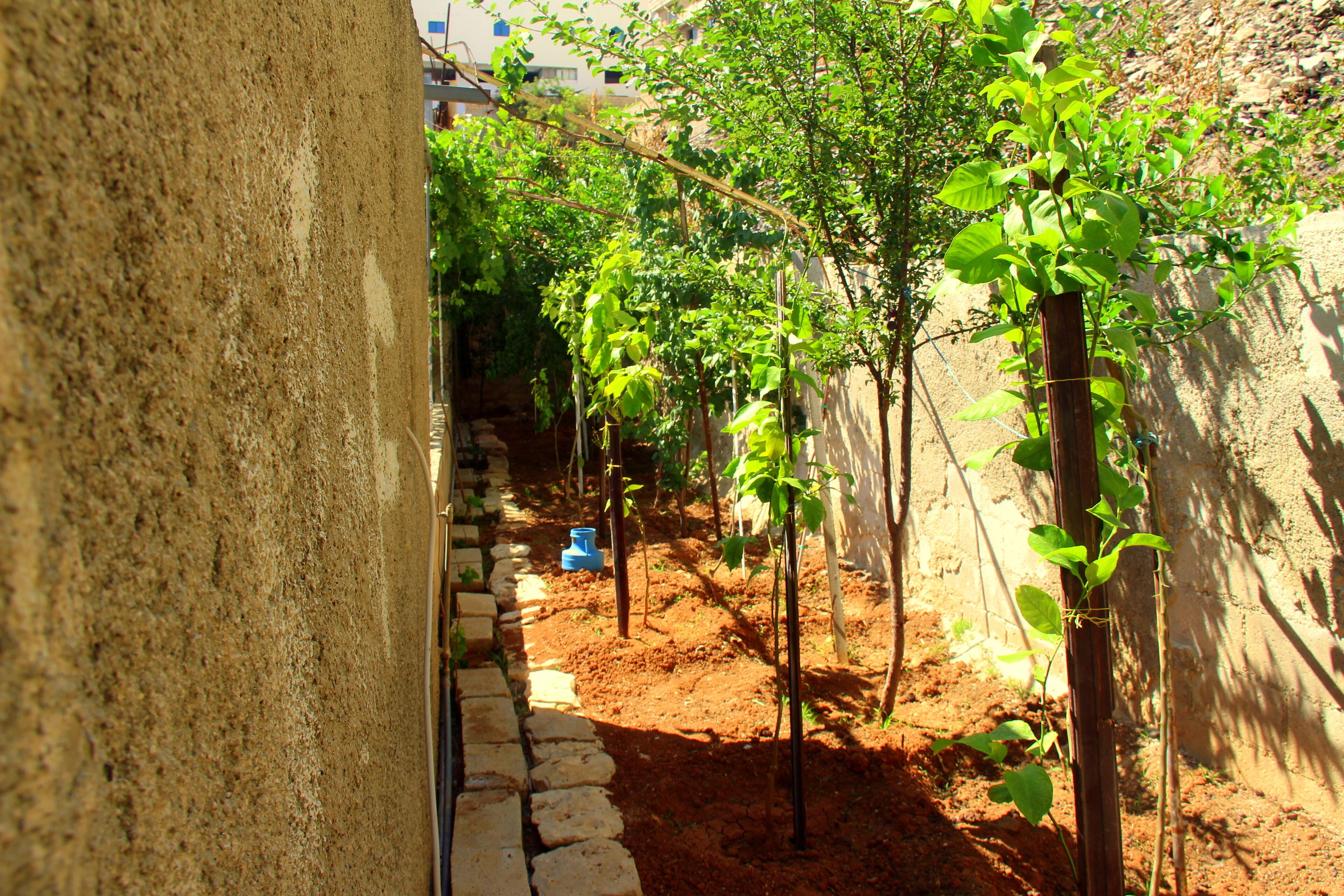 A garden with trees and a stone pathway.
