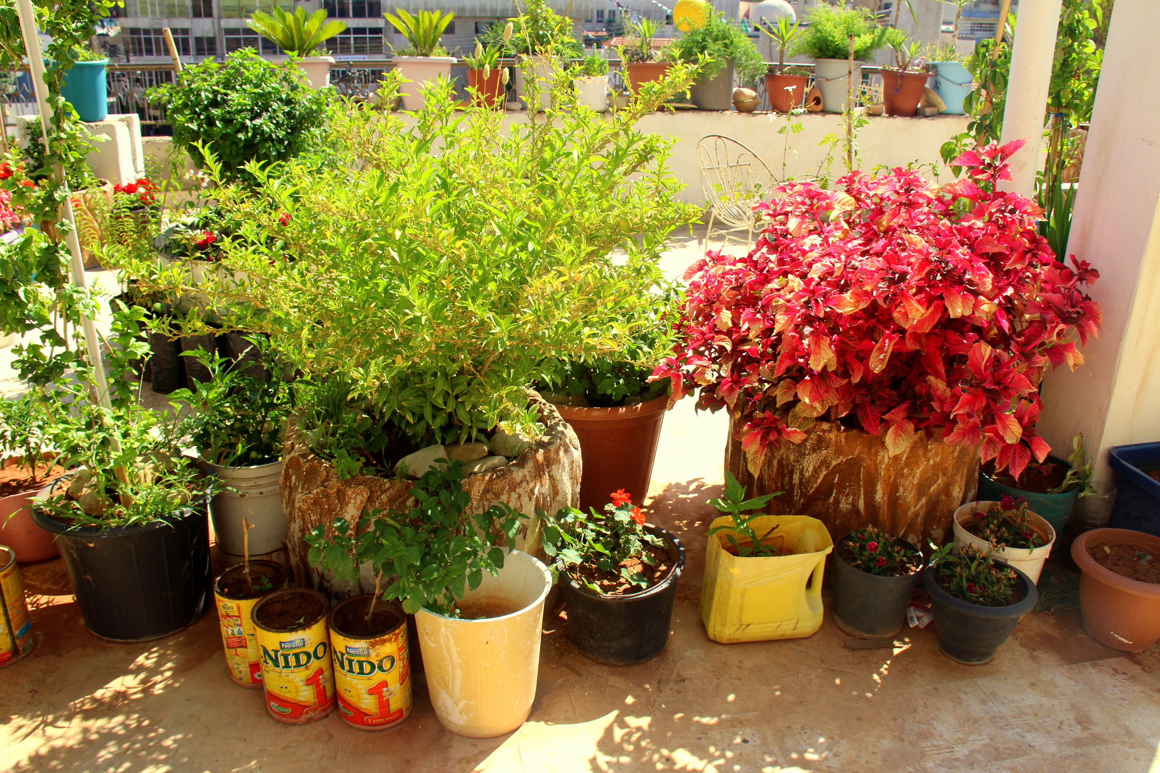 A variety of potted plants on a balcony with a view of the cityscape.