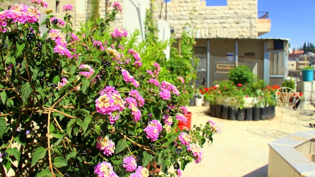 A courtyard with flowering plants and a building with a stone facade.