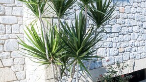 Een plant met lange, groene bladeren voor een stenen muur.