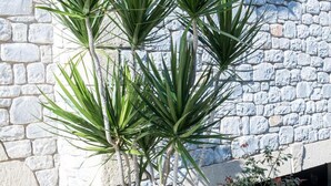 Une plante aux longues feuilles vertes, se dressant contre un mur de pierre.