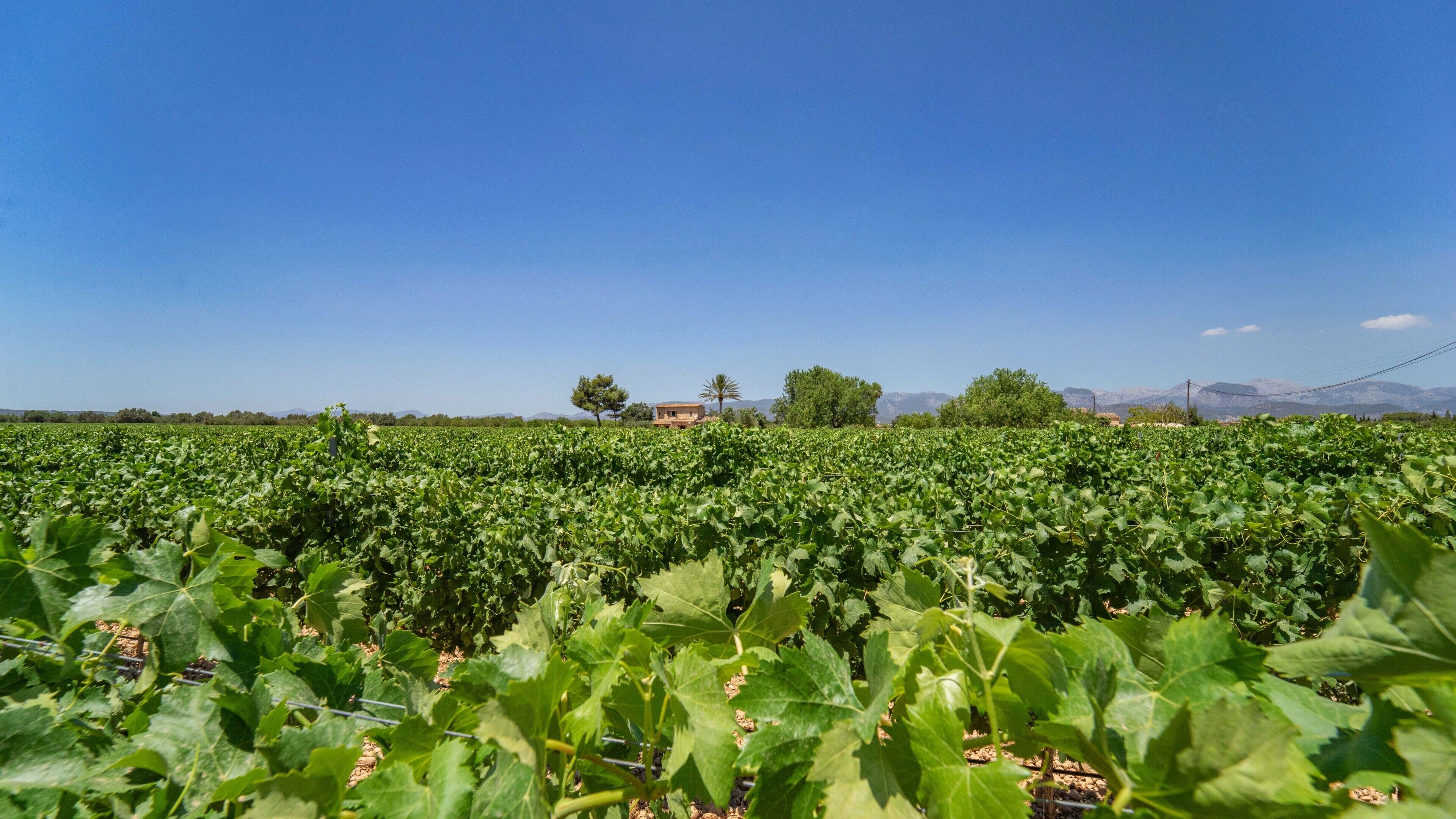 A vineyard with rows of grapevines, a clear blue sky, and distant mountains.