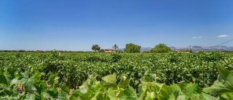 A vineyard with rows of grapevines, a clear blue sky, and distant mountains.