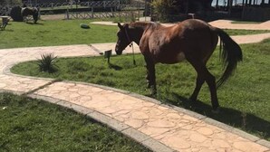 Horseback riding