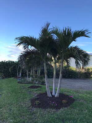 Stroll through a serene garden surrounded by a cluster of palm trees, perfectly manicured and nestled in a tranquil setting.