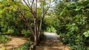 A paved pathway surrounded by dense greenery and trees. - Stylish Art Deco Apartment Close To The Beach (Platanias)