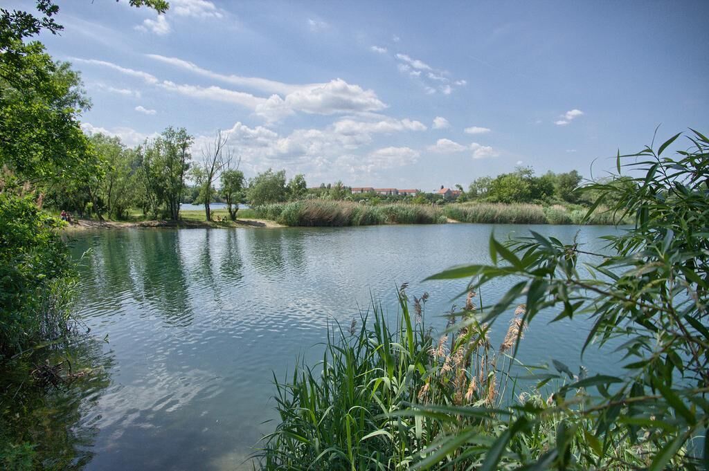 Un lac paisible, entouré d’une végétation luxuriante et d’arbres.