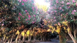 Un sendero bordeado de árboles con flores rosadas que conduce a una carretera.