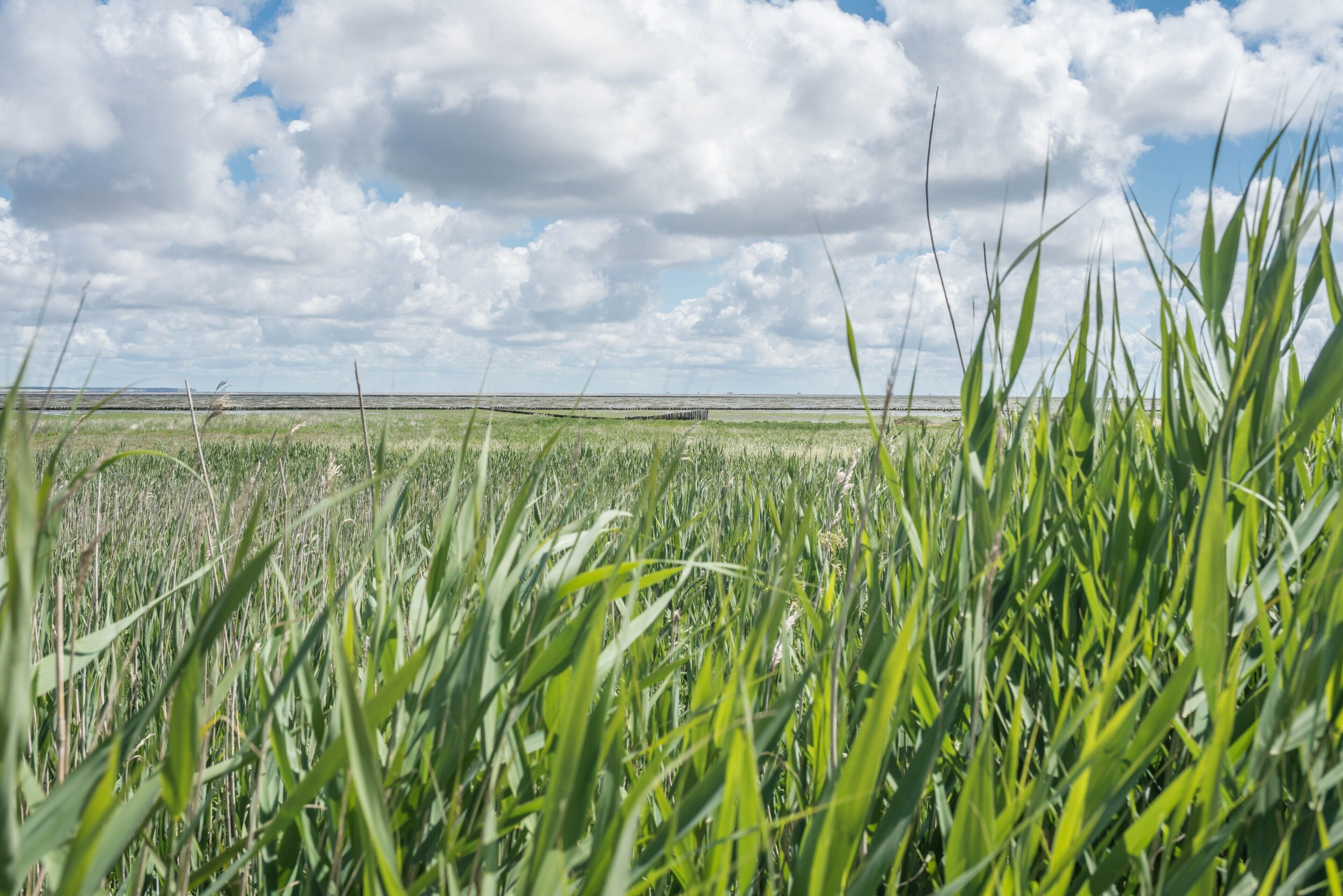 Un campo di erba alta con cielo sereno e nuvole sullo sfondo.