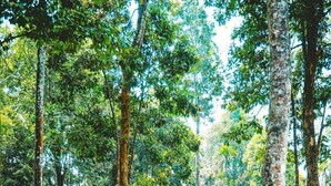 A small, single-story wooden cabin surrounded by tall trees in a forested area. - Vythiri Wild Forest Resort (Vythiri)