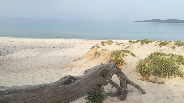 En sandstrand med en drivvedsstock i förgrunden och ett lugnt hav i bakgrunden.