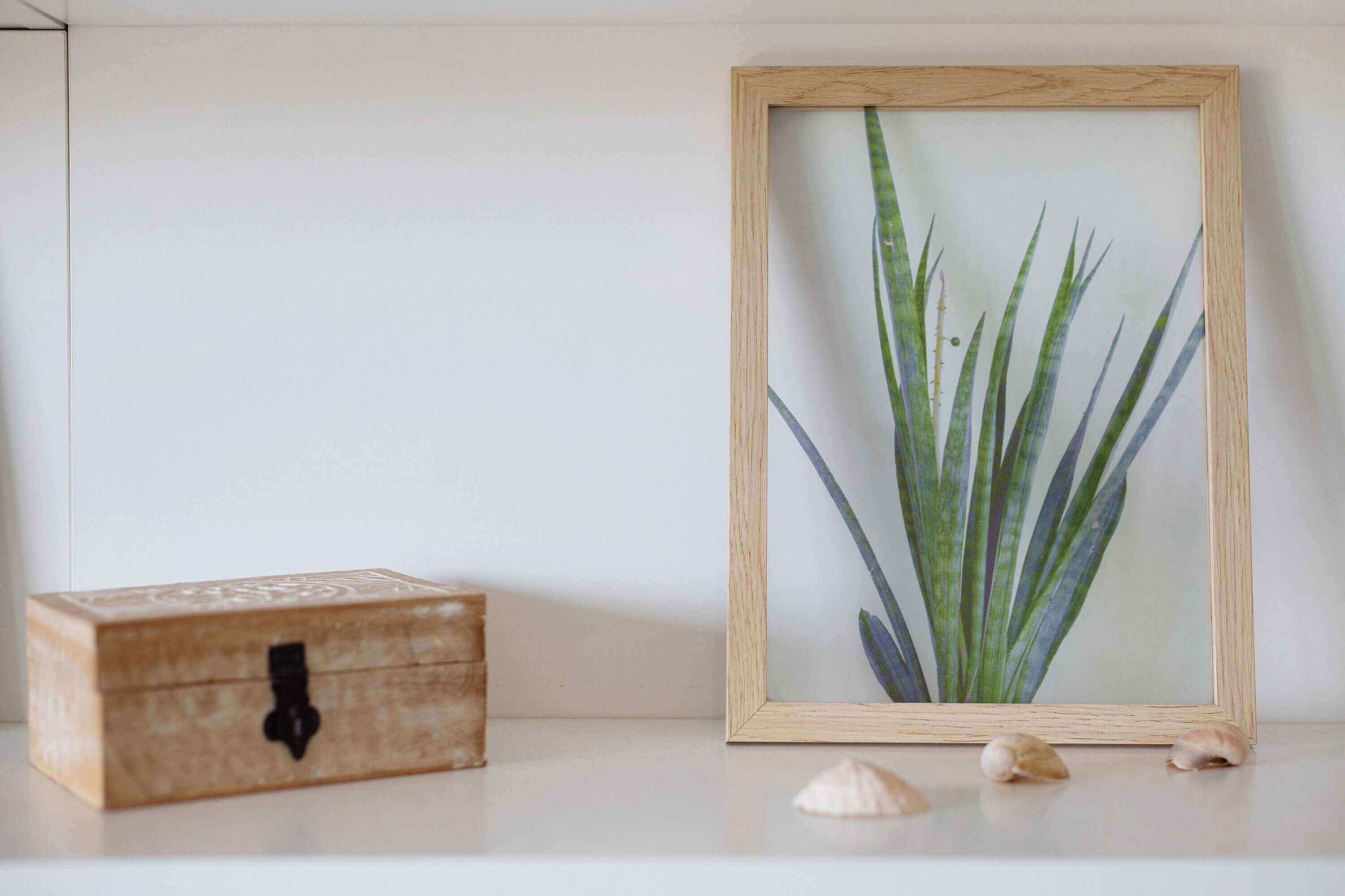 A framed plant on a shelf with a wooden box and seashells.