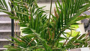 A staircase with a potted plant in the center. - The Swell - Hostel - Adults Only (Tabanan)