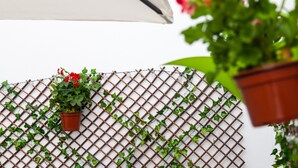 Una pared blanca con una rejilla metálica, una planta en maceta colgante con flores rojas y un paraguas grande.