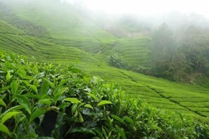 Terraced tea plantations with lush greenery and mist. - Kea Garden Mini Chalet (Brinchang)