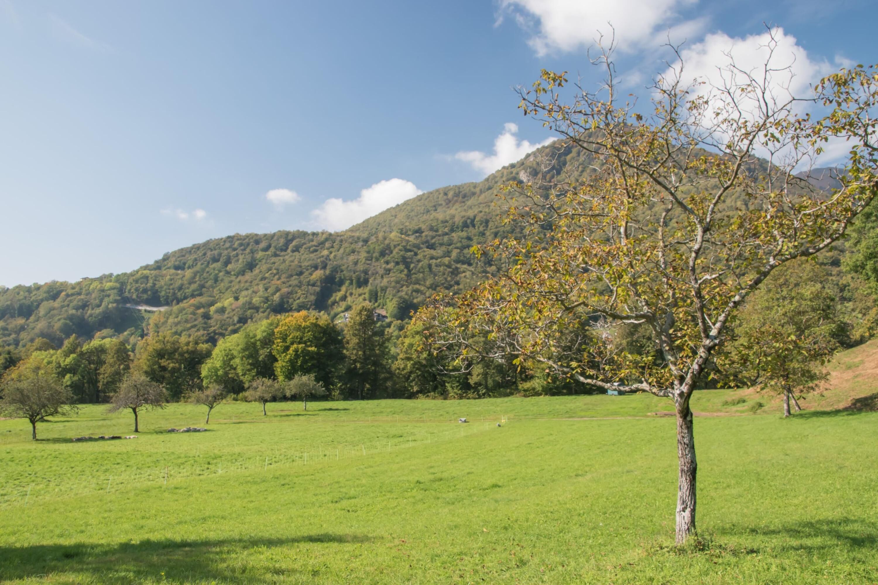 Un campo cubierto de hierba con un árbol solitario y una montaña al fondo.