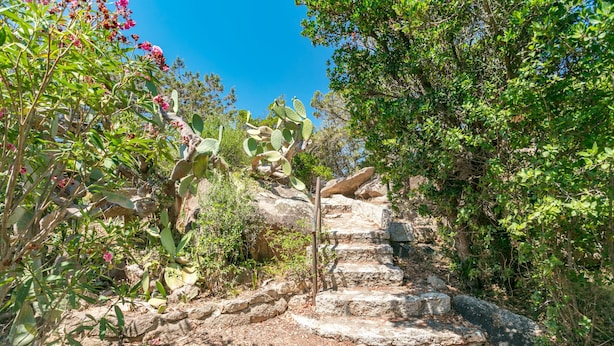 Una escalera de piedra asciende por una colina, rodeada de vegetación y cactus.