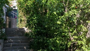 A set of stone steps leading up to a building, surrounded by dense green foliage. - Apartment Jeanny (Dubrovnik)