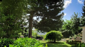Um jardim com diversas árvores, um pequeno lago e um caminho de pedra.