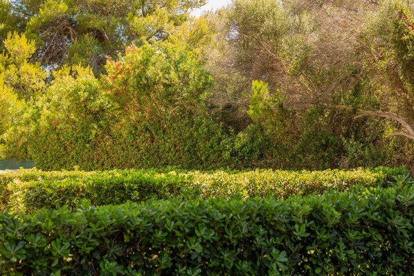 Ein angelegter Garten mit ordentlich geschnittenen Hecken und verschiedenen Bäumen.