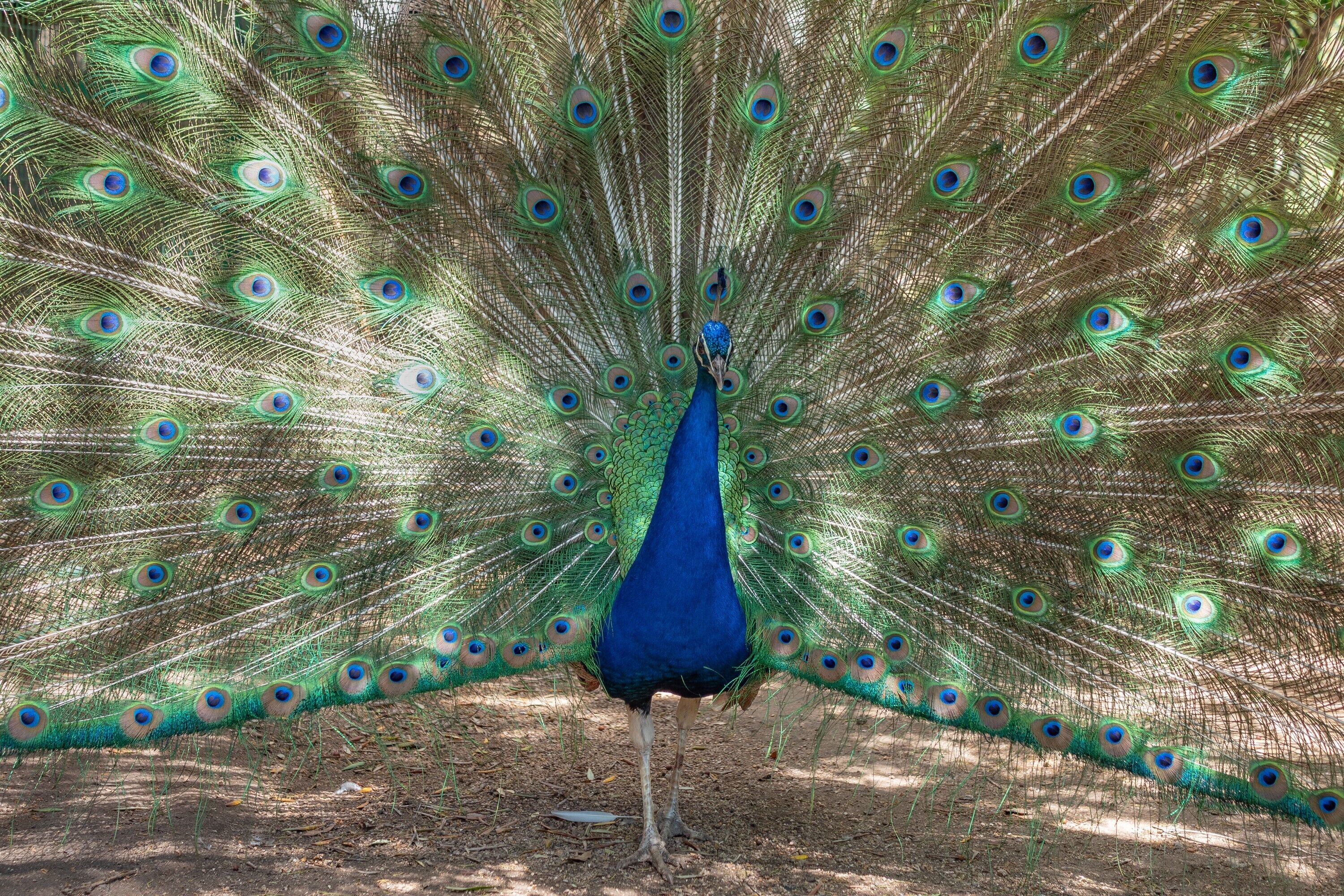 A peacock with its tail feathers fully fanned out.