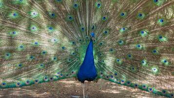 A peacock with its tail feathers fully fanned out.