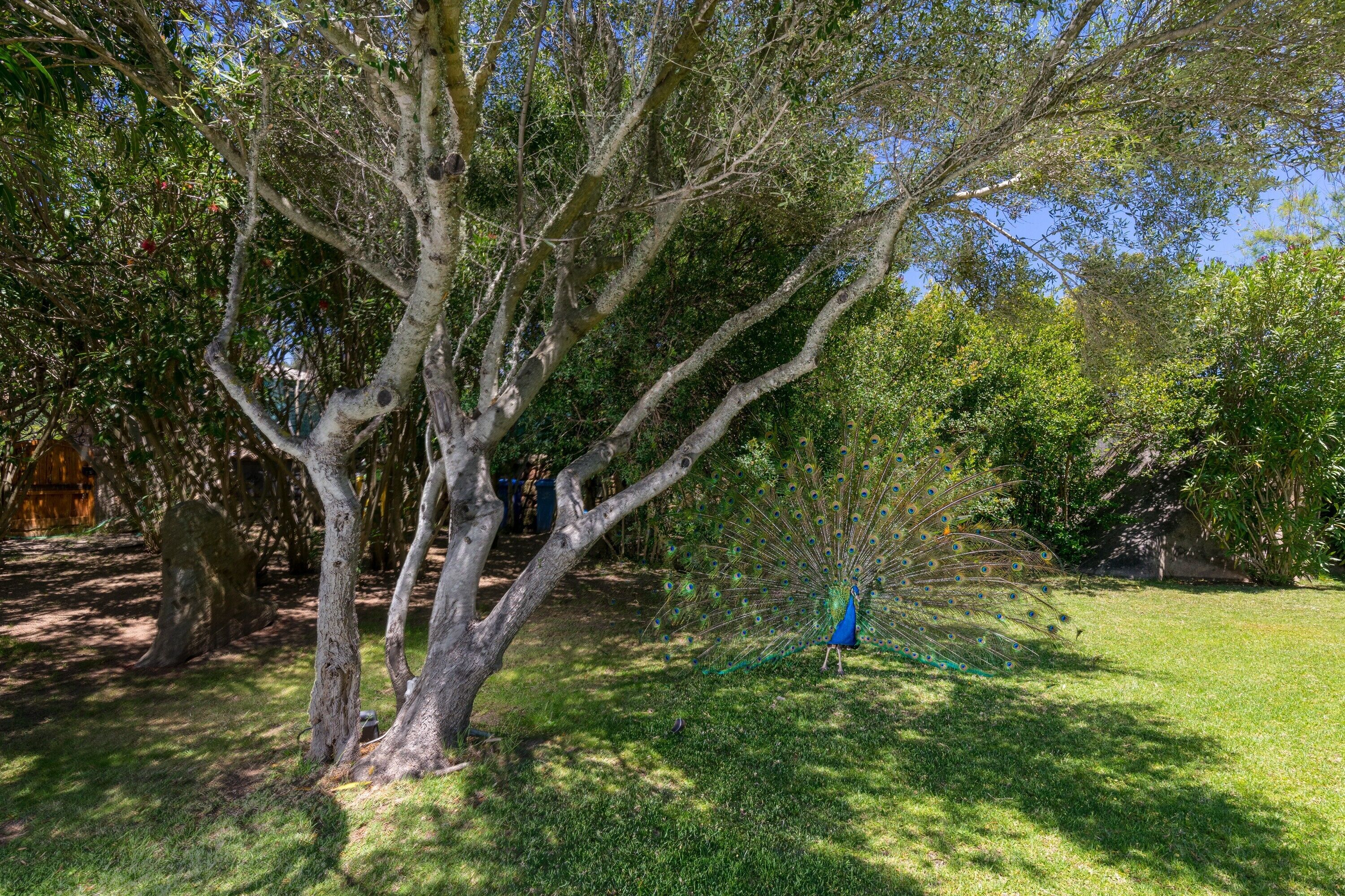 Un giardino alberato con un'esibizione di pavoni.