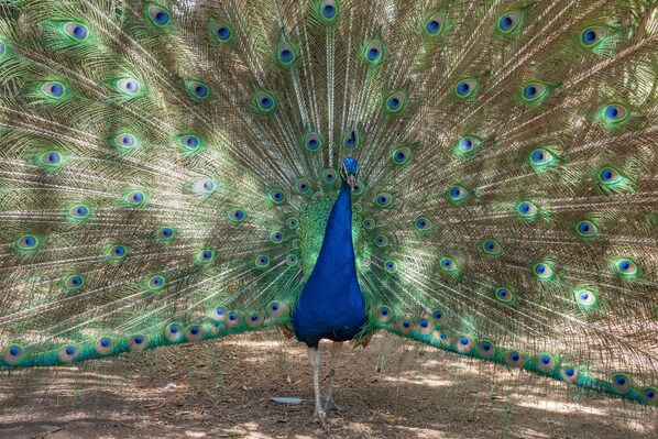 Un pavo real mostrando su plumaje con la cola completamente extendida.