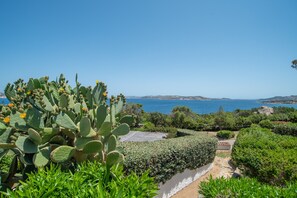 Paisaje costero con un cactus, un seto y una vista despejada del mar.