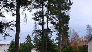 Un patio cubierto de césped con varios árboles y un edificio blanco al fondo.