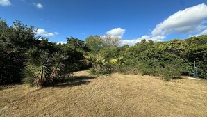 A dry grassy field with dense foliage and trees in the background. - Villa 'Casa Le Palme' with Sea View, Wi-Fi and Air Conditioning (GEREMEAS RESIDENCE)