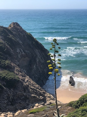 بالقرب من الشاطئ