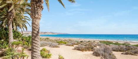 Ein Strand mit Palmen, sandigem Untergrund und blauem Himmel.