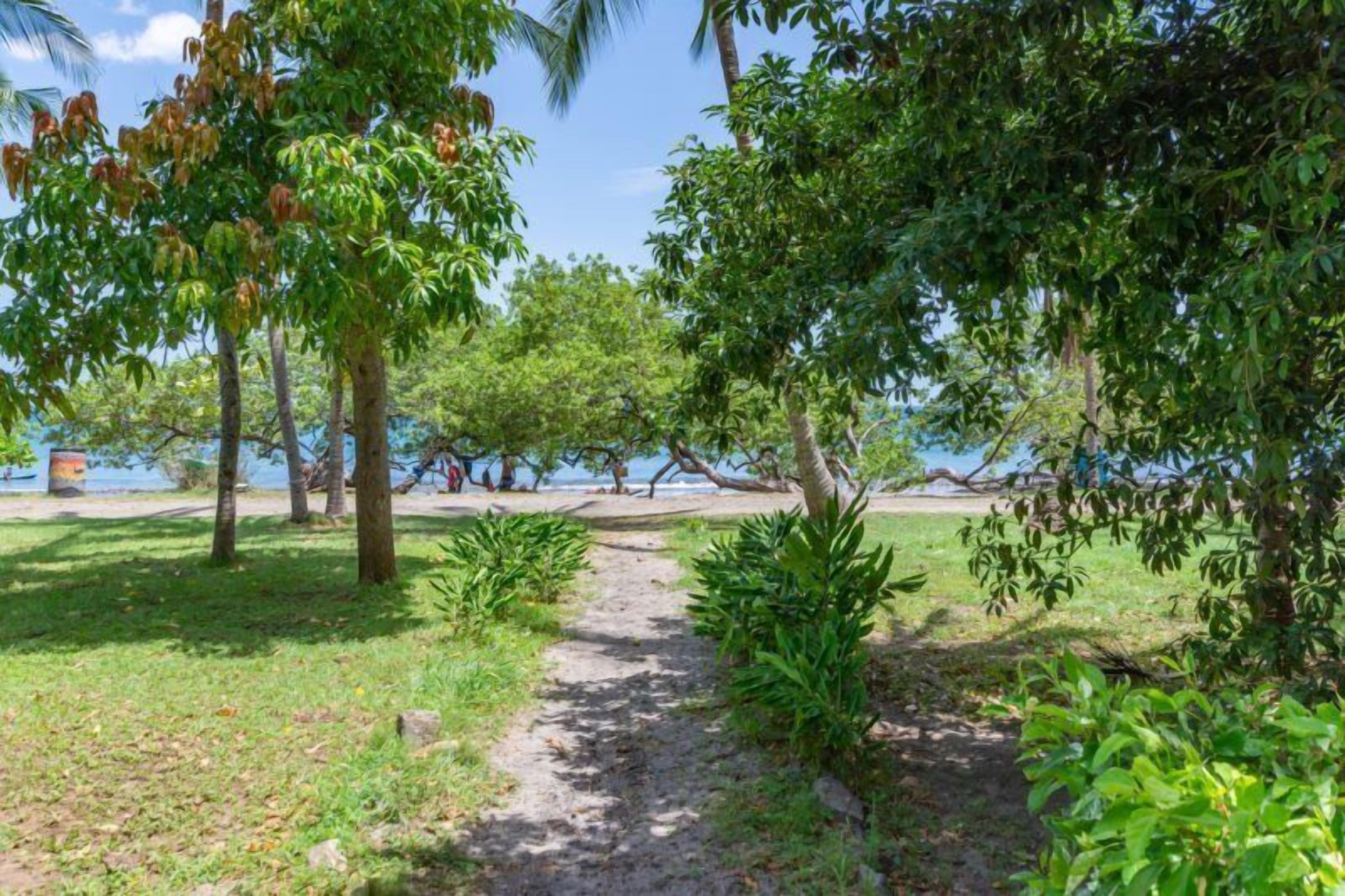Un camino que lleva a una playa con palmeras y vegetación.