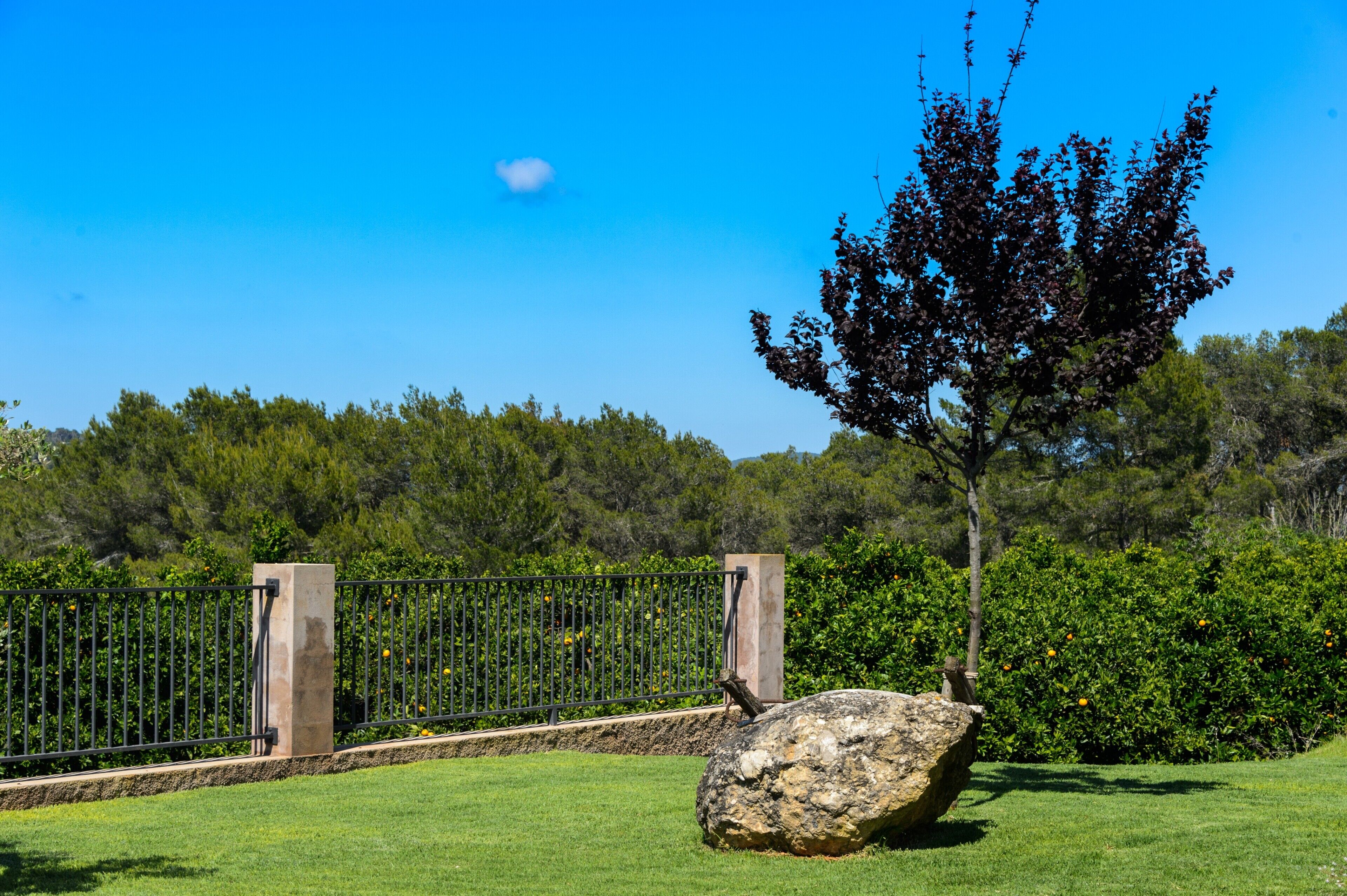 A fenced outdoor area with a large rock, a tree, and a clear blue sky.