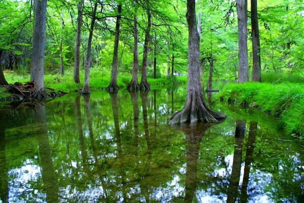 A swampy area with tall trees and water reflecting their trunks.