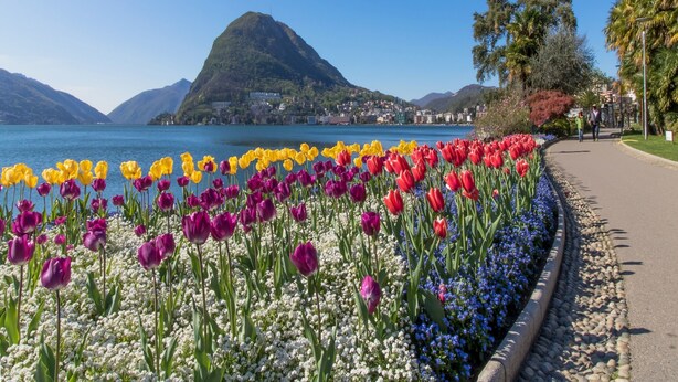 A flower bed with tulips and baby's breath along a pathway by a lake with mountains in the background. - Magic Gandria (Lugano)
