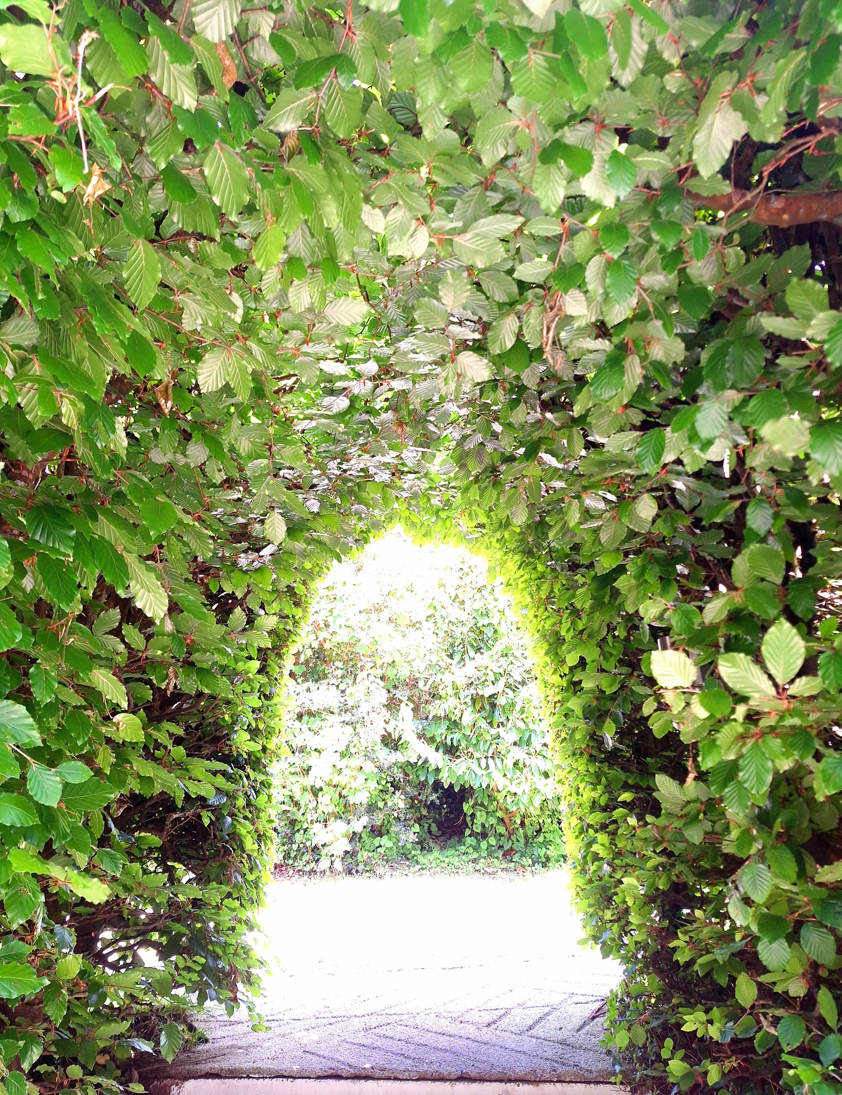 An arched tunnel of dense green foliage, leading to a bright, sunlit area beyond.