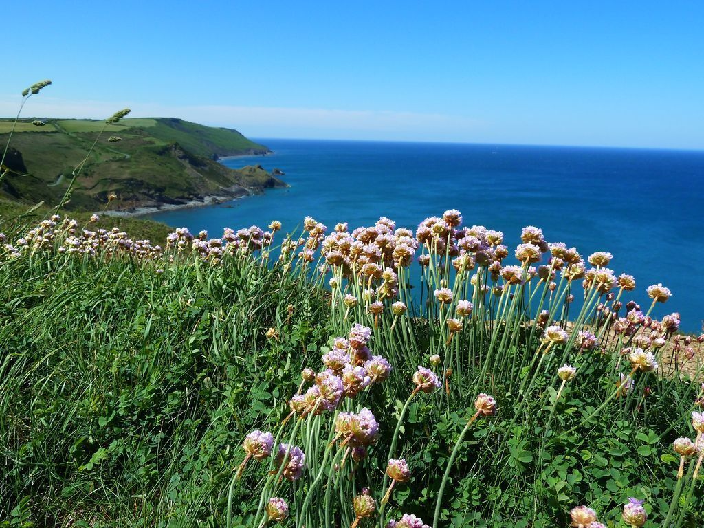 A coastal landscape with a field of flowers in the foreground and a view of the ocean and hills in the background.