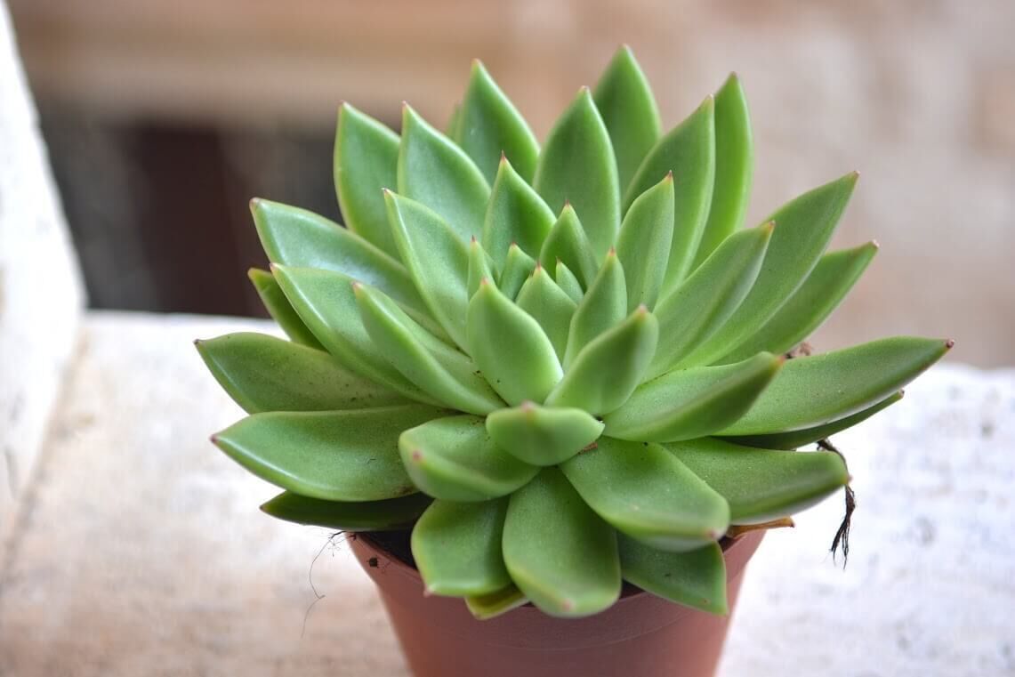 Una planta suculenta en una maceta de barro.